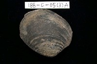 藏品(其他海蛤)的圖片